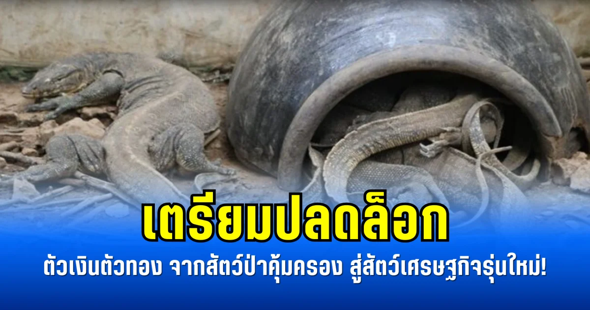 เตรียมปลดล็อก ตัวเงินตัวทอง จากสัตว์ป่าคุ้มครอง สู่สัตว์เศรษฐกิจรุ่นใหม่!