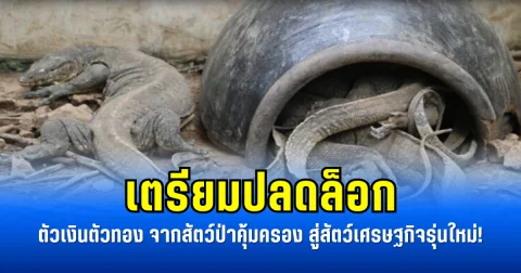 เตรียมปลดล็อก ตัวเงินตัวทอง จากสัตว์ป่าคุ้มครอง สู่สัตว์เศรษฐกิจรุ่นใหม่!
