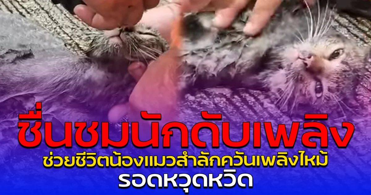 ชื่นชมนักดับเพลิง ช่วยชีวิตน้องแมวสำลักควันเพลิงไหม้ รอดหวุดหวิด