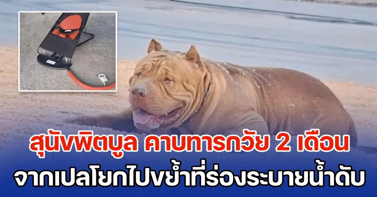 สุดสลด สุนัขพิตบูล คาบทารกวัย 2 เดือน จากเปลโยกไปขย้ำที่ร่องระบายน้ำ จนเสียชีวิต