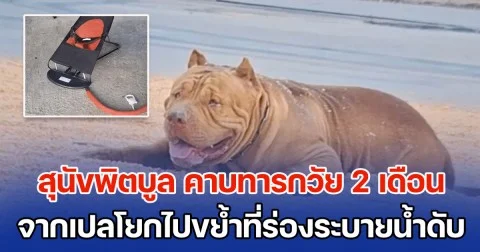 สุดสลด สุนัขพิตบูล คาบทารกวัย 2 เดือน จากเปลโยกไปขย้ำที่ร่องระบายน้ำ จนเสียชีวิต