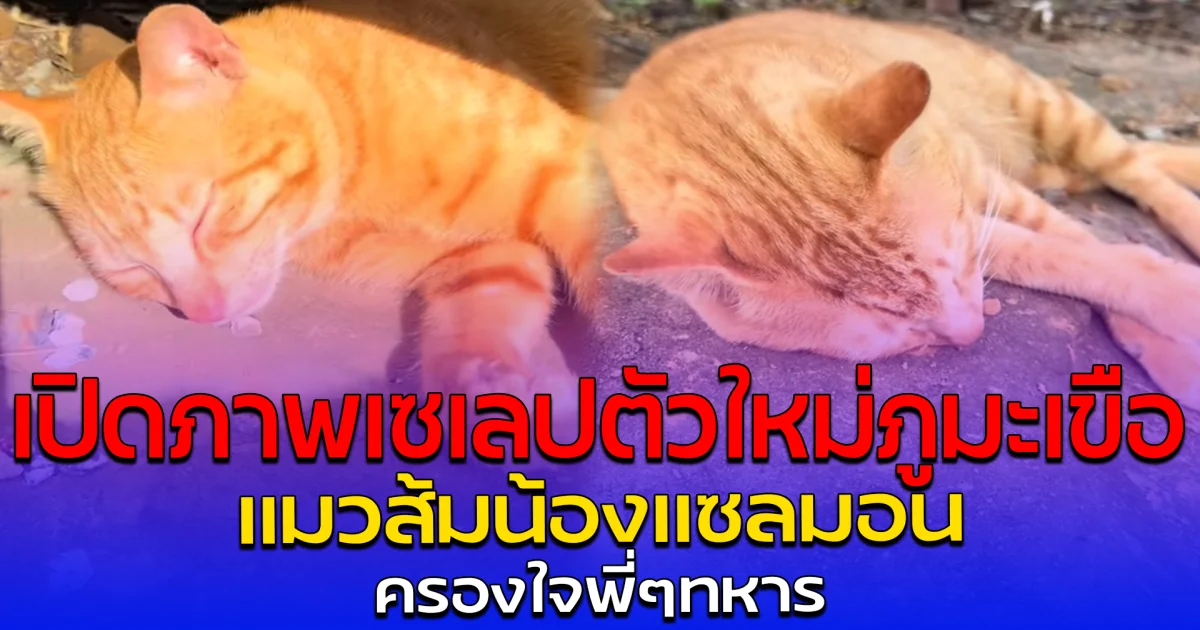 เปิดภาพเซเลปตัวใหม่ภูมะเขือ แมวส้ม น้องแซลมอน ครองใจพี่ๆ ทหาร