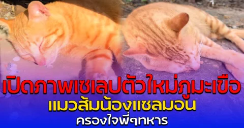 เปิดภาพเซเลปตัวใหม่ภูมะเขือ แมวส้ม น้องแซลมอน ครองใจพี่ๆ ทหาร