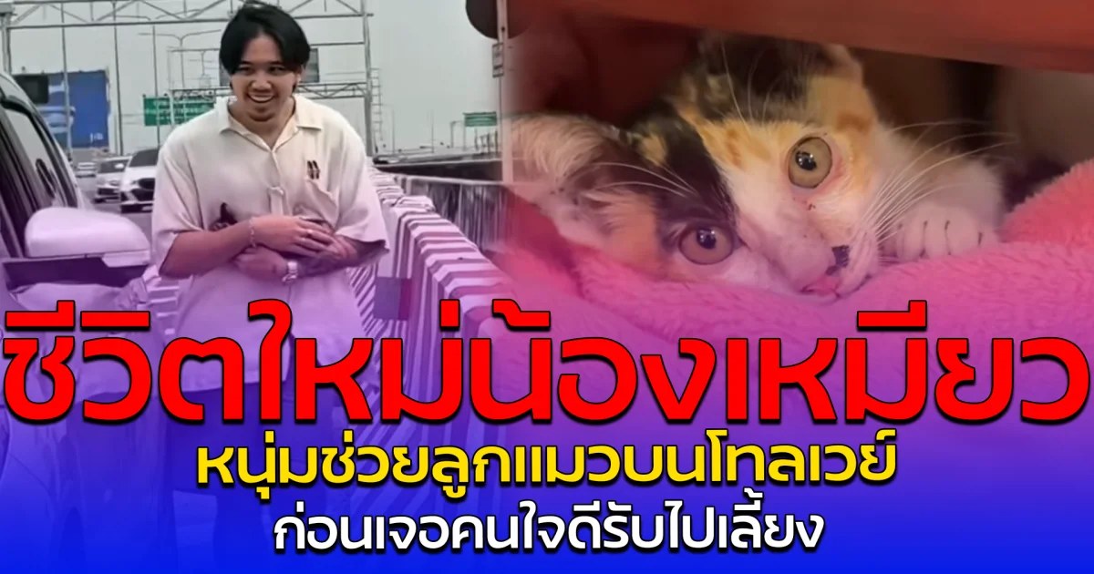 ชีวิตใหม่น้องเหมียว หนุ่มช่วยลูกแมวบนโทลเวย์ ก่อนเจอคนใจดีรับไปเลี้ยง