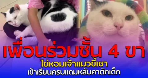เพื่อนร่วมชั้น 4 ขา ไข่หอมเจ้าแมวขี้เซา เข้าเรียนครบแถมหลับคาตักเด็ก