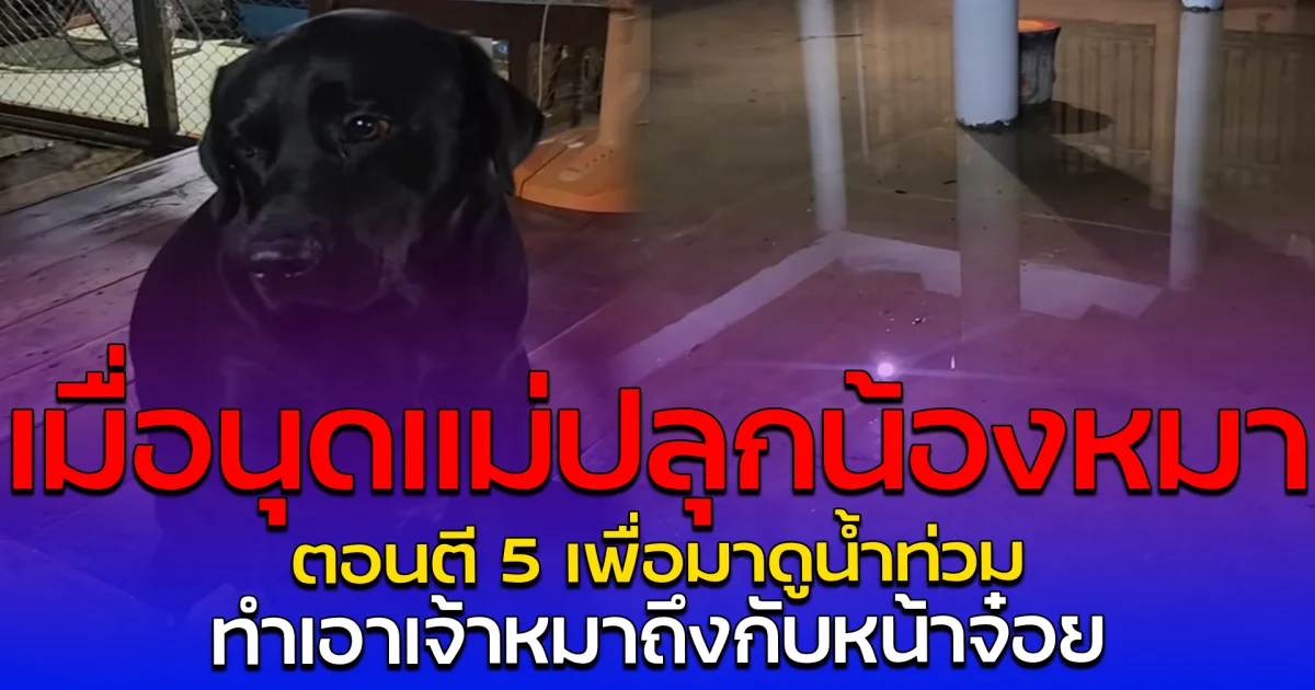 เมื่อนุดแม่ปลุกน้องหมา ตอนตี 5 เพื่อมาดูน้ำท่วม ทำเอาเจ้าหมาถึงกับหน้าจ๋อย