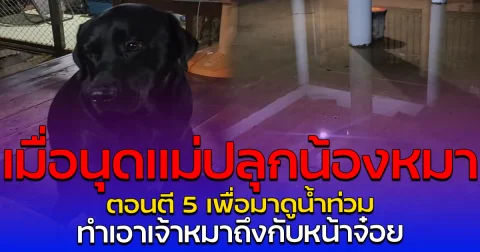 เมื่อนุดแม่ปลุกน้องหมา ตอนตี 5 เพื่อมาดูน้ำท่วม ทำเอาเจ้าหมาถึงกับหน้าจ๋อย