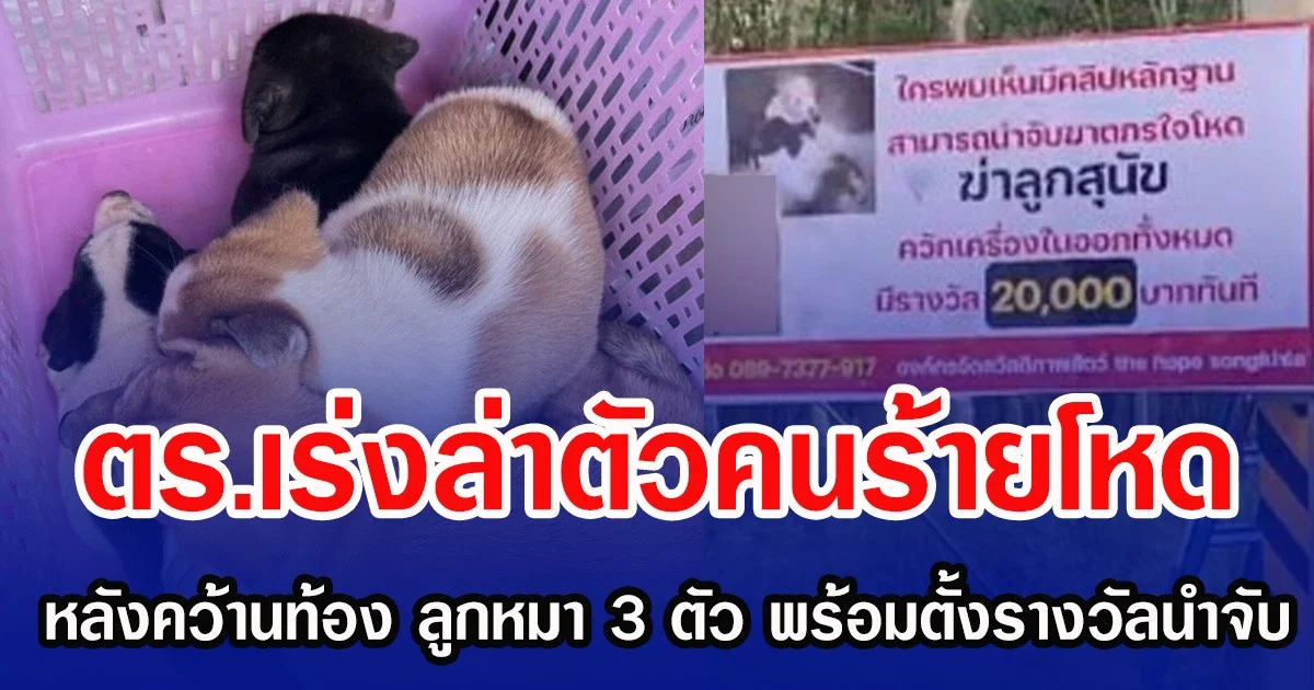 ตร.เร่งล่าตัวคนร้ายโหด หลังคว้านท้อง ลูกหมา 3 ตัว พร้อมตั้งรางวัลนำจับ