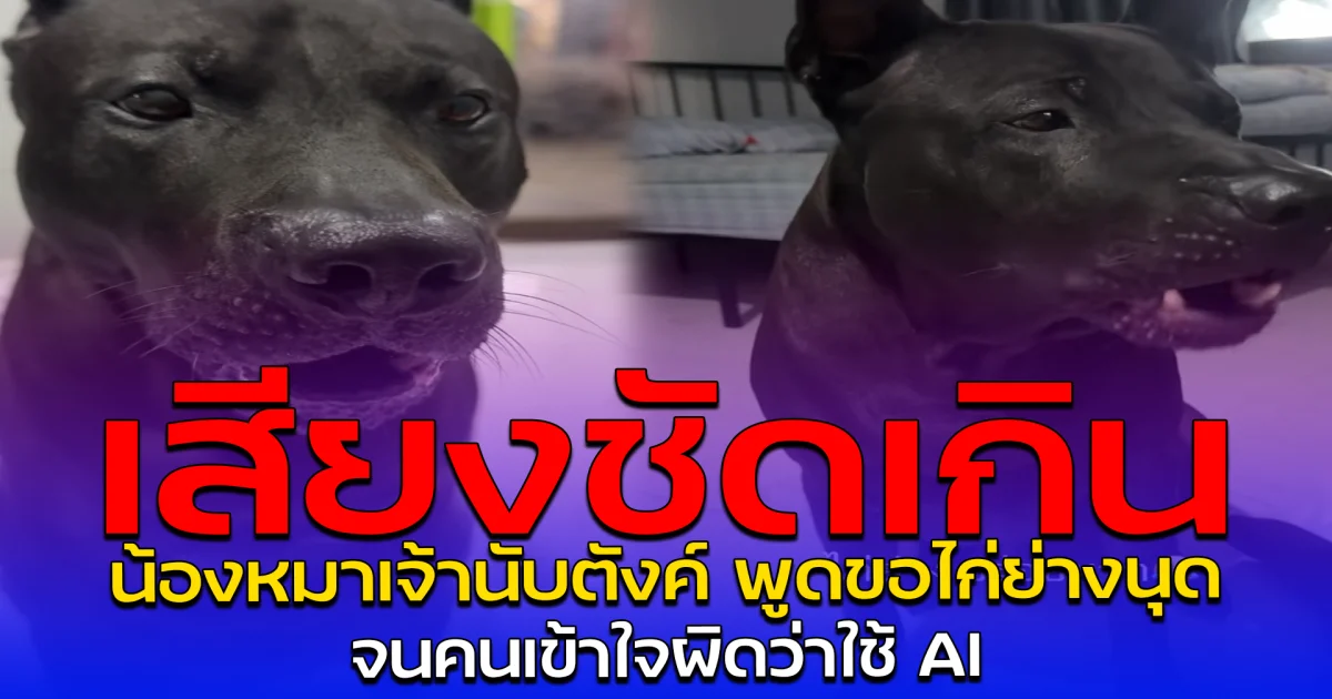 เสียงชัดเกิน น้องหมาเจ้านับตังค์พูดขอไก่ย่างนุด จนคนเข้าใจผิดว่าใช้ AI