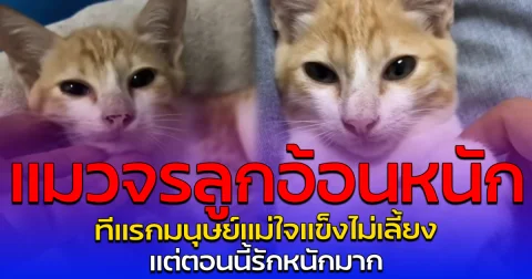 แมวจรลูกอ้อนหนัก ทีแรกมนุษย์แม่ใจแข็งไม่เลี้ยง แต่ตอนนี้รักหนักมาก