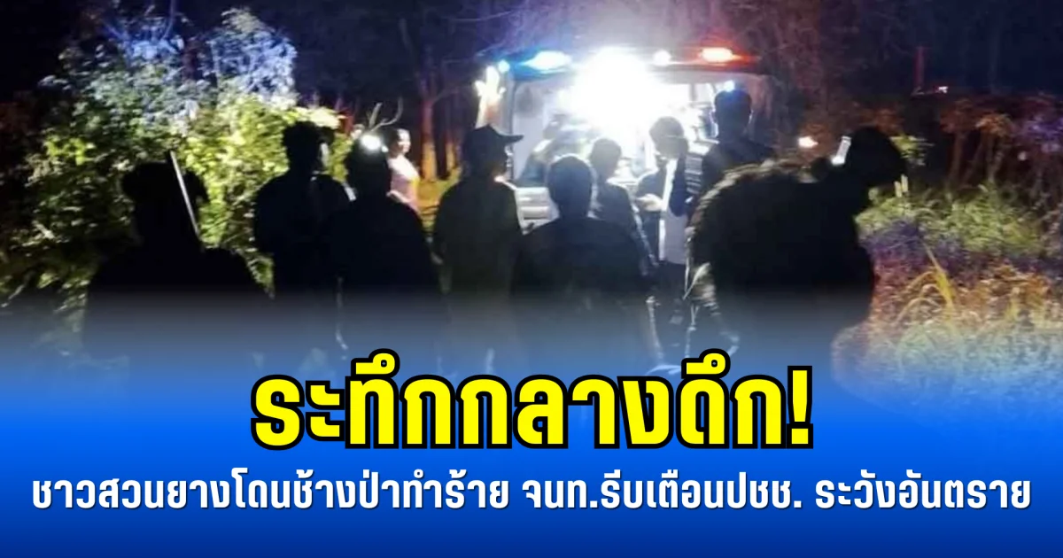 ระทึกกลางดึก! ชาวสวนยางโดนช้างป่าทำร้าย จนท.รีบเตือนปชช. ระวังอันตราย