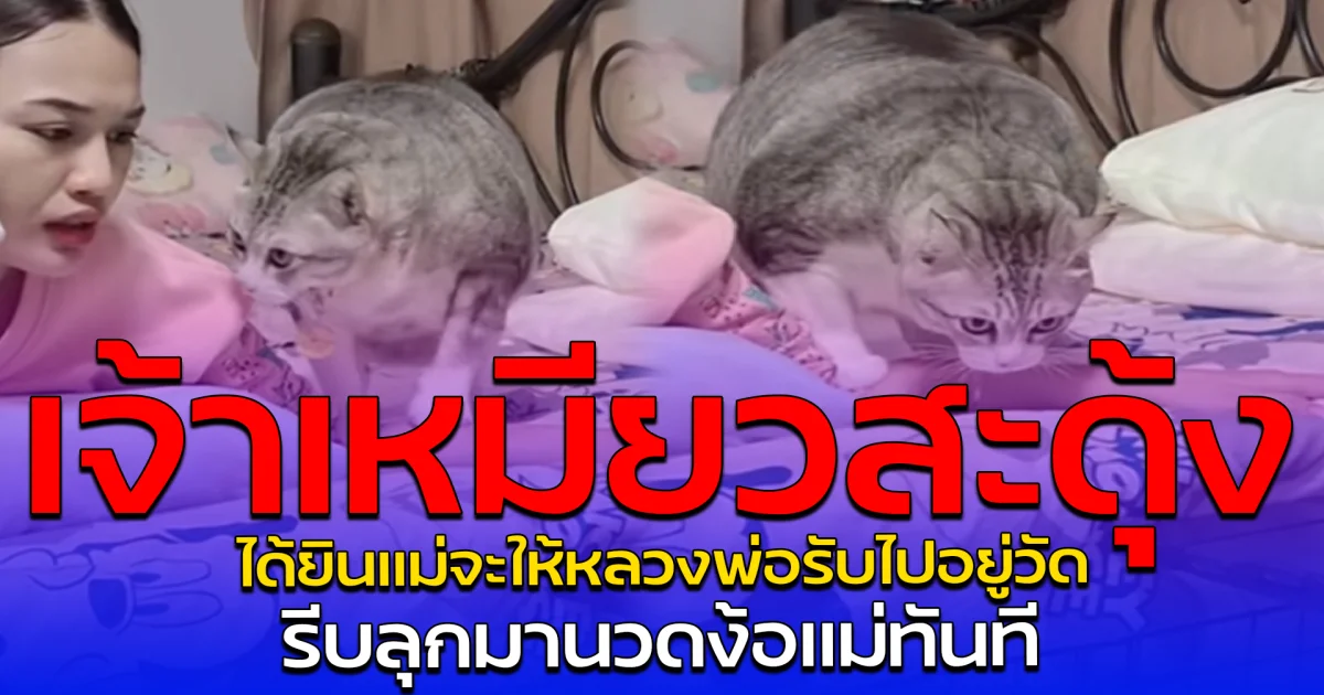 เจ้าเหมียวสะดุ้ง ได้ยินแม่จะให้หลวงพ่อรับไปอยู่วัด รีบลุกมานวดง้อแม่ทันที