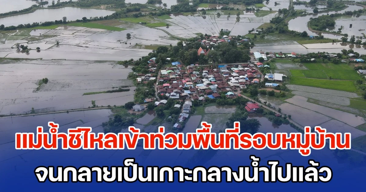 แม่น้ำชีไหลเข้าท่วมพื้นที่รอบหมู่บ้าน จนกลายเป็นเกาะกลางน้ำไปแล้ว