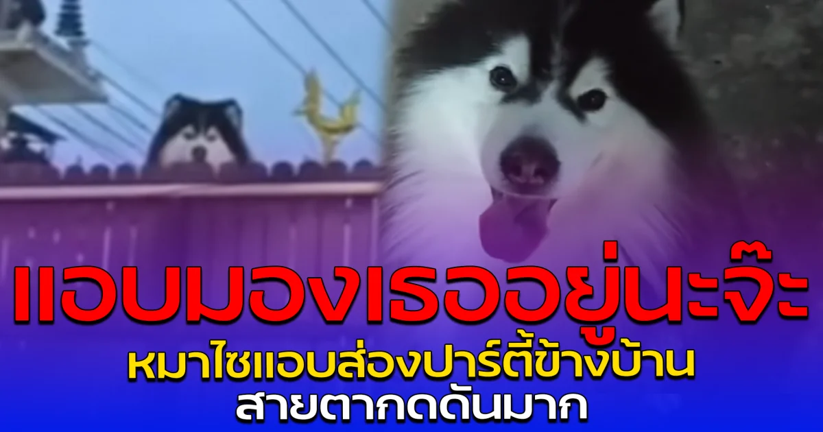 แอบมองเธออยู่นะจ๊ะ หมาไซแอบส่องปาร์ตี้ข้างบ้าน สายตากดดันมาก