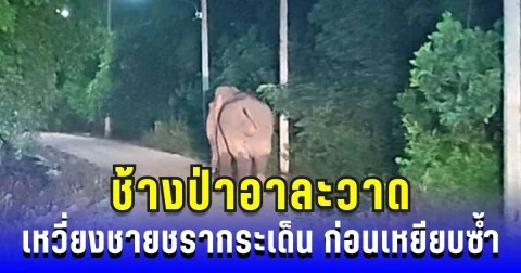 ลูกชายร่ำไห้ เจ้าแอ๊บ ช้างป่าอาละวาด เหวี่ยงร่างพ่อกระเด็น ก่อนเหยียบซ้ำต่อหน้า