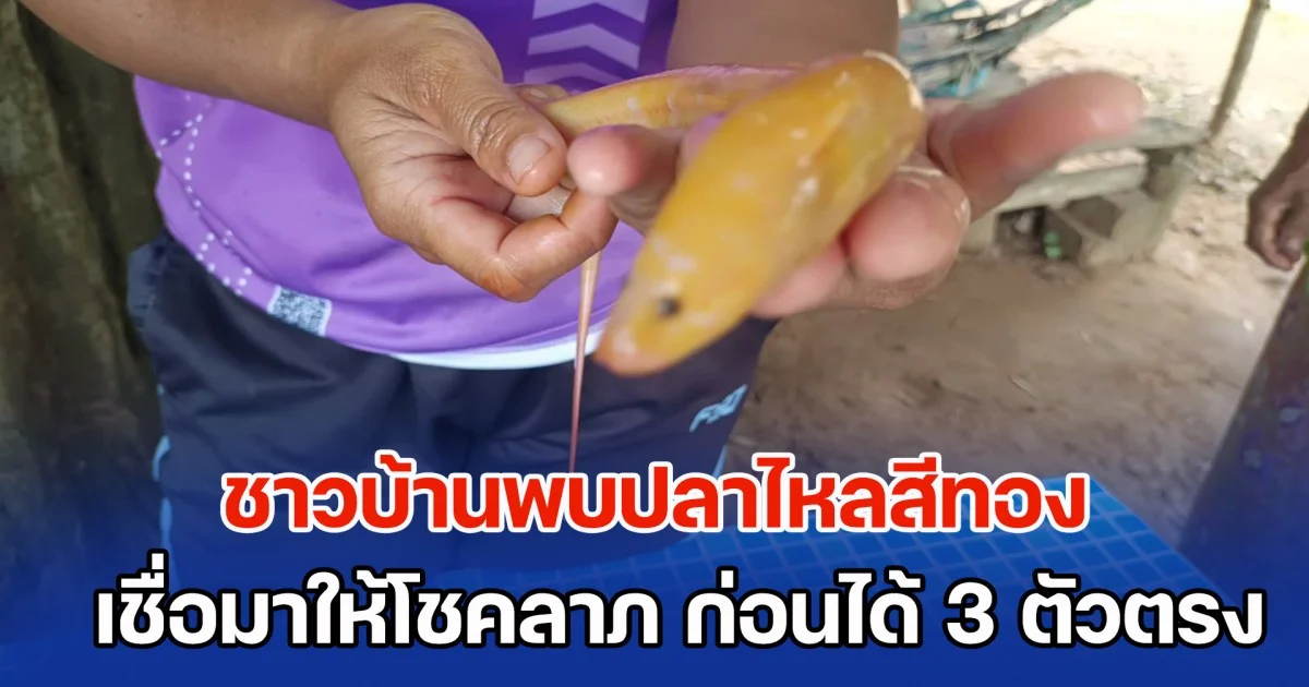 ฮือฮา! ชาวบ้านพบปลาไหลสีทองเหลืองอร่าม เชื่อมาให้โชคลาภ ก่อนได้เลข 3 ตัวตรง
