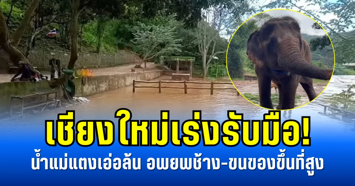 เชียงใหม่เร่งรับมือ! น้ำแม่แตงเอ่อล้น อพยพช้าง-ขนของขึ้นที่สูง