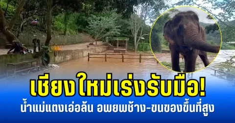 เชียงใหม่เร่งรับมือ! น้ำแม่แตงเอ่อล้น อพยพช้าง-ขนของขึ้นที่สูง