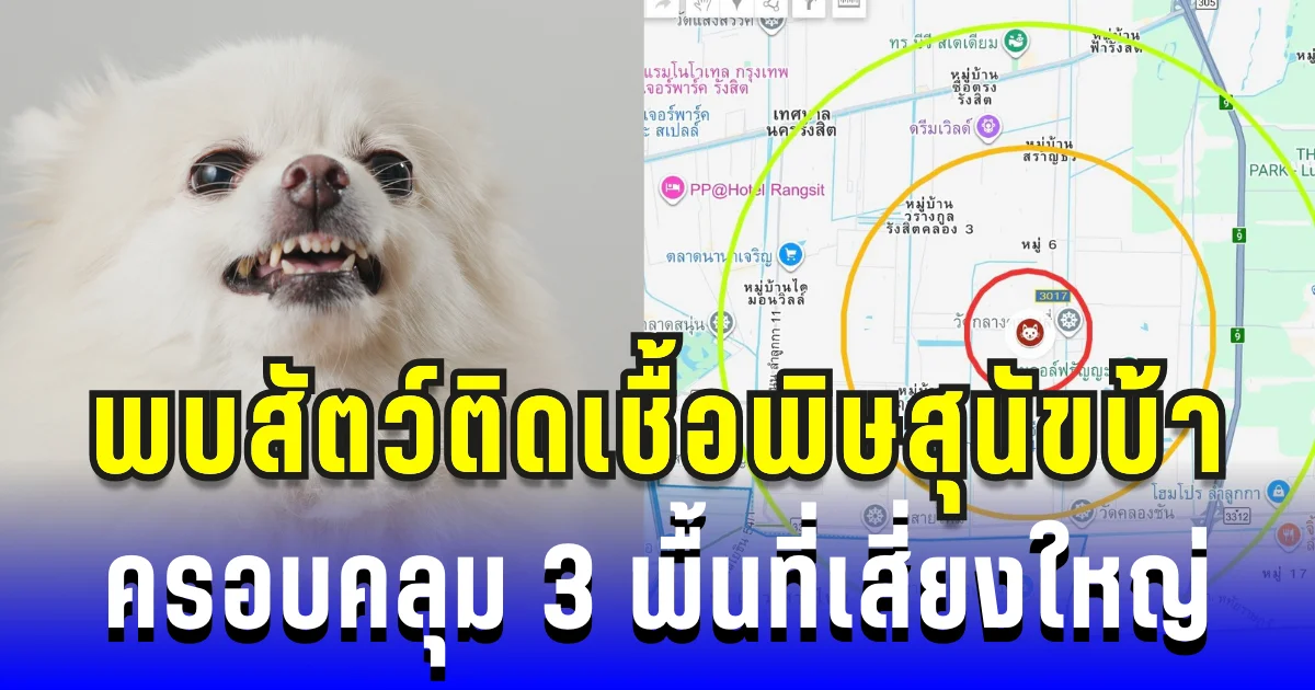 เฝ้าระวัง! พบสัตว์ติดเชื้อพิษสุนัขบ้าในปทุมธานี ครอบคลุม 3 พื้นที่เสี่ยงใหญ่