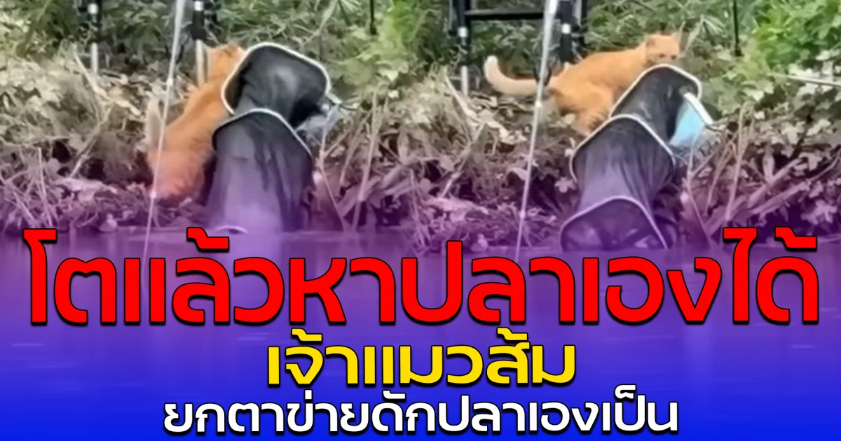 โตแล้วหาปลาเองได้ เจ้าแมวส้ม ยกตาข่ายดักปลาเองเป็น