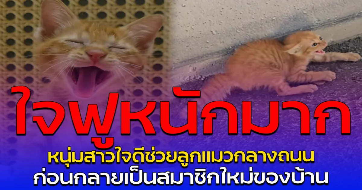 ใจฟูหนักมาก หนุ่มสาวใจดีช่วยลูกแมวกลางถนน ก่อนกลายเป็นสมาชิกใหม่ของบ้าน