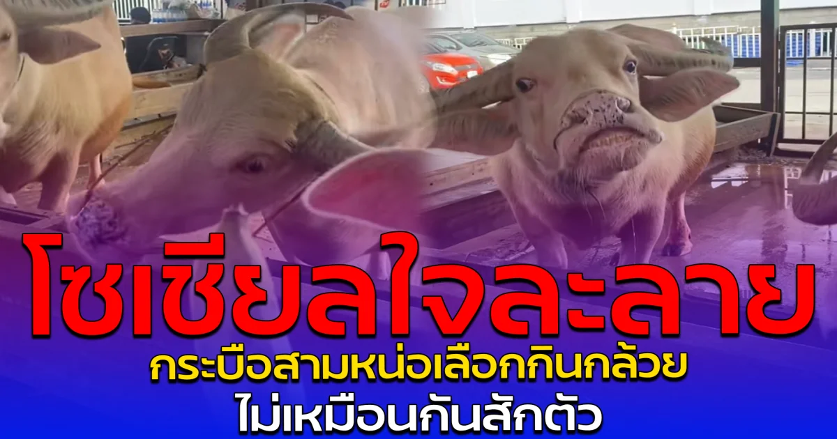 โซเชียลใจละลาย กระบือสามหน่อเลือกกินกล้วย ไม่เหมือนกันสักตัว