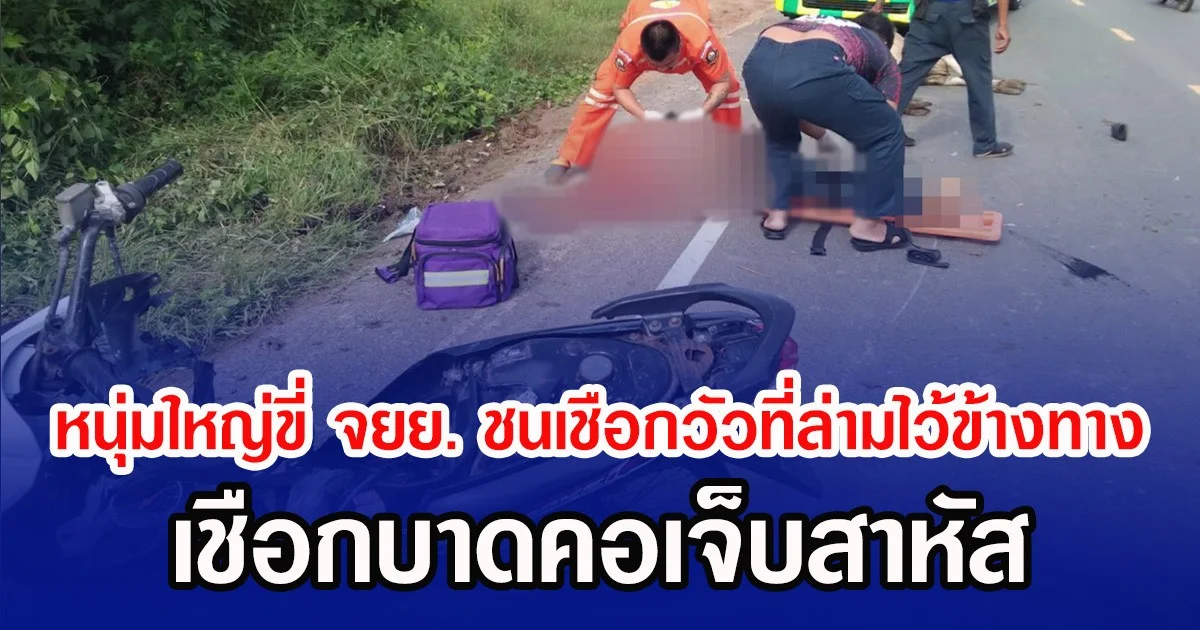 หนุ่มใหญ่ขี่ จยย. ชนเชือกวัวที่ล่ามไว้ข้างทาง เชือกบาดคอเจ็บสาหัส