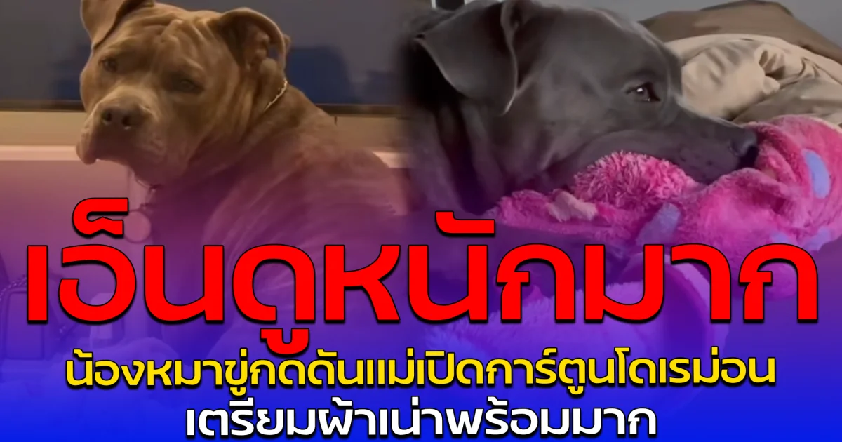 เอ็นดูหนักมาก น้องหมาขู่กดดันแม่เปิดการ์ตูนโดเรม่อน เตรียมผ้าเน่าพร้อมมาก