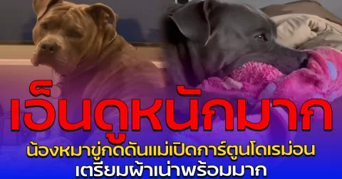 เอ็นดูหนักมาก น้องหมาขู่กดดันแม่เปิดการ์ตูนโดเรม่อน เตรียมผ้าเน่าพร้อมมาก