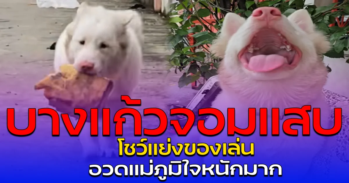 บางแก้วจอมแสบ โชว์แย่งของเล่น อวดแม่ภูมิใจหนักมาก