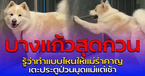 บางแก้วสุดกวน รู้ว่าทำแบบไหนให้แม่รำคาญ เตะประตูป่วนนุดแม่แต่เช้า
