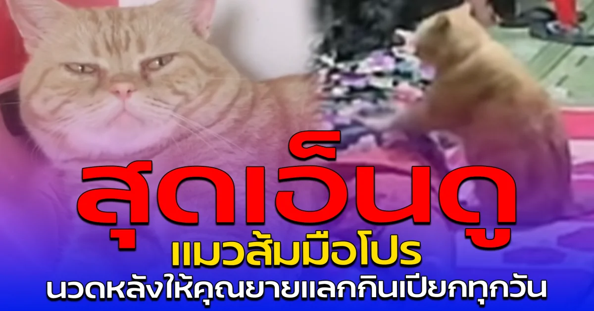 สุดเอ็นดู แมวส้มมือโปร นวดหลังให้คุณยายแลกกินเปียกทุกวัน