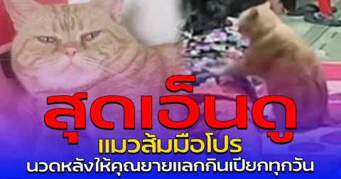 สุดเอ็นดู แมวส้มมือโปร นวดหลังให้คุณยายแลกกินเปียกทุกวัน