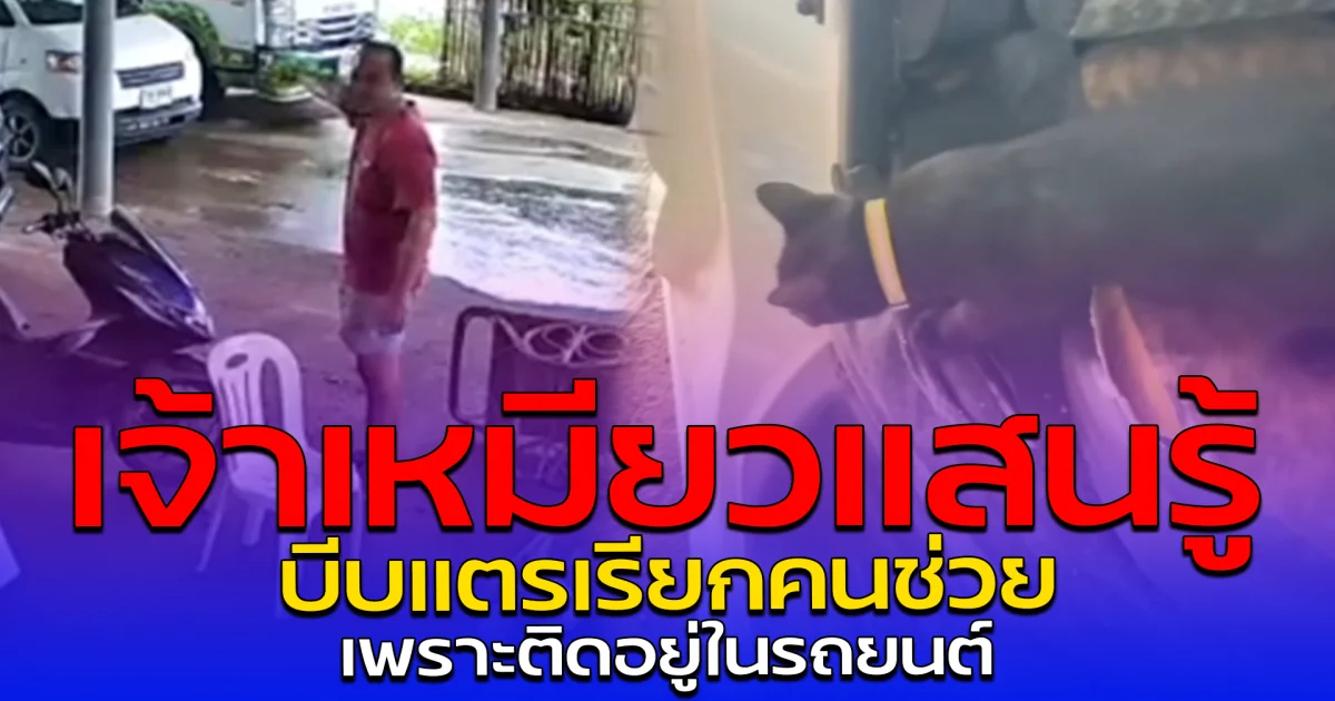 เจ้าเหมียวแสนรู้ บีบแตรเรียกคนช่วย เพราะติดอยู่ในรถยนต์