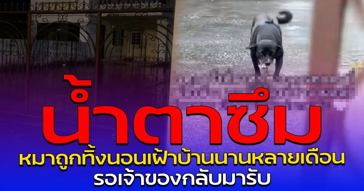 น้ำตาซึม หมาถูกทิ้งนอนเฝ้าบ้านนานหลายเดือน รอเจ้าของกลับมารับ