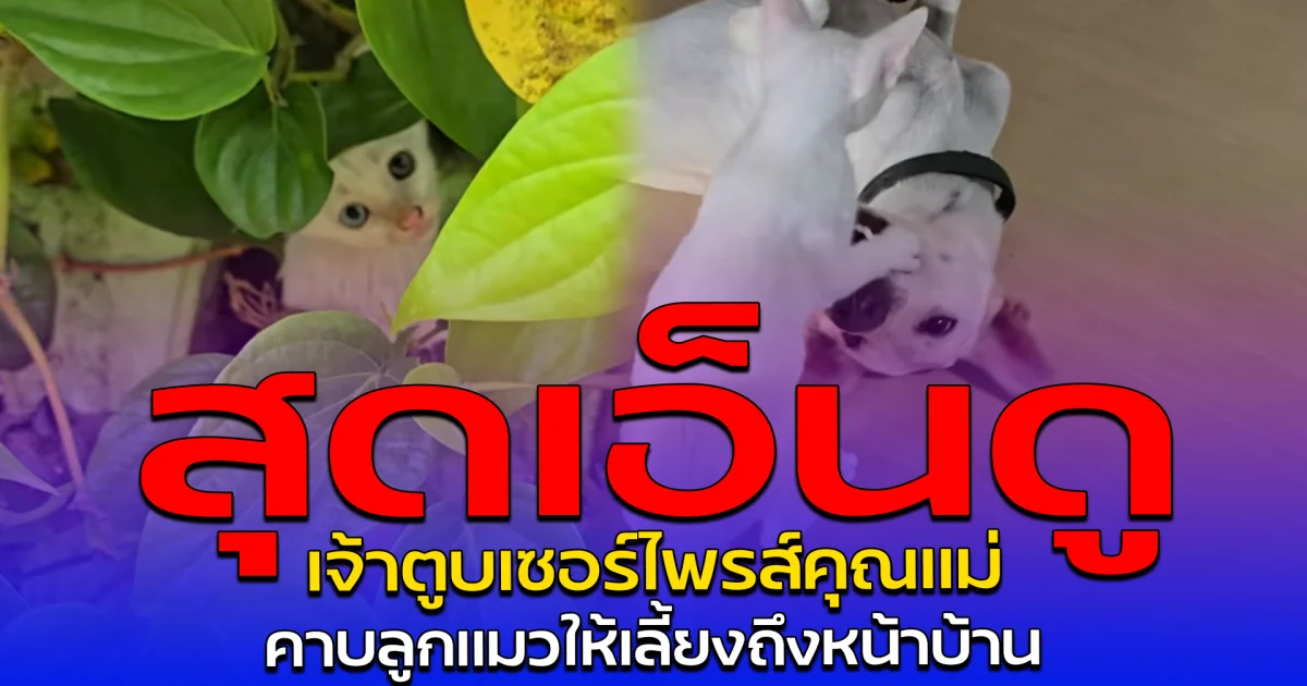 สุดเอ็นดู เจ้าตูบเซอร์ไพรส์คุณแม่ คาบลูกแมวให้เลี้ยงถึงหน้าบ้าน