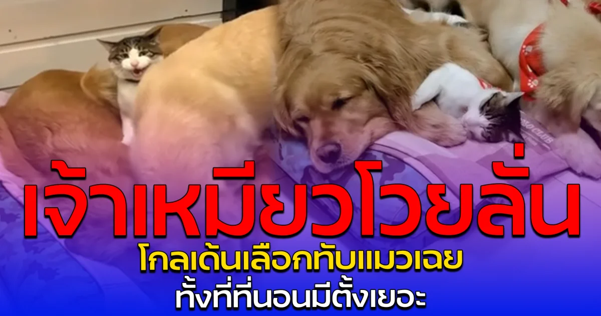 เจ้าเหมียวโวยลั่น โกลเด้นเลือกทับแมวเฉย ทั้งที่ที่นอนมีตั้งเยอะ