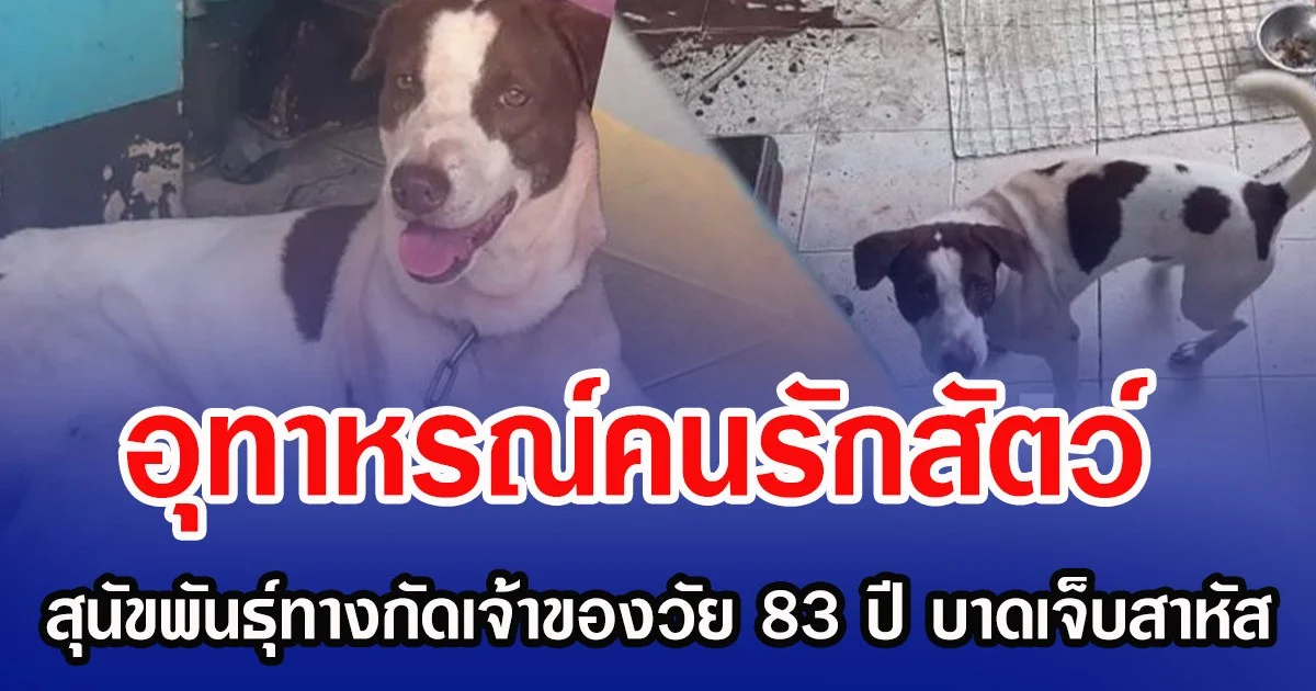 อุทาหรณ์คนรักสัตว์  สุนัขพันธุ์ทางกัดเจ้าของวัย 83 ปี บาดเจ็บสาหัส