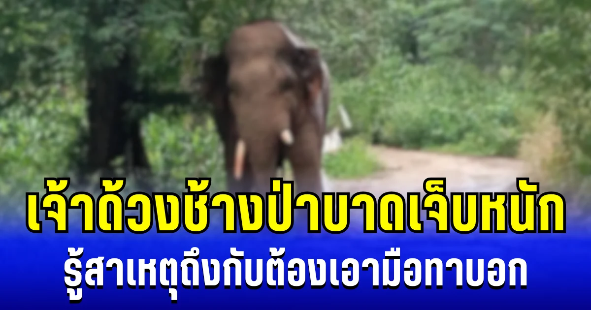 สงสารจับใจ เจ้าด้วงช้างป่าบาดเจ็บหนัก รู้สาเหตุถึงกับต้องเอามือทาบอก