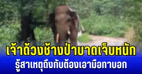 สงสารจับใจ เจ้าด้วงช้างป่าบาดเจ็บหนัก รู้สาเหตุถึงกับต้องเอามือทาบอก