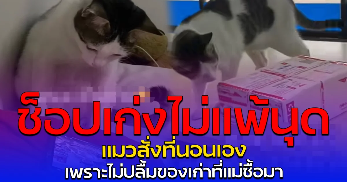 ช็อปเก่งไม่แพ้นุด แมวสั่งที่นอนเอง เพราะไม่ปลื้มของเก่าที่แม่ซื้อมา