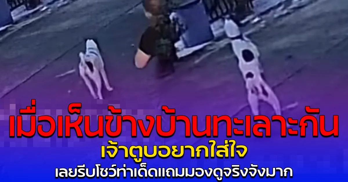 เมื่อเห็นข้างบ้านทะเลาะกัน เจ้าตูบอยากใส่ใจ เลยรีบโชว์ท่าเด็ดแถมมองดูจริงจังมาก