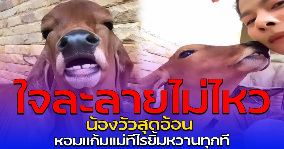 ใจละลายไม่ไหว น้องวัวสุดอ้อน หอมแก้มแม่ทีไรยิ้มหวานทุกที