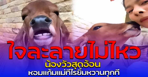 ใจละลายไม่ไหว น้องวัวสุดอ้อน หอมแก้มแม่ทีไรยิ้มหวานทุกที