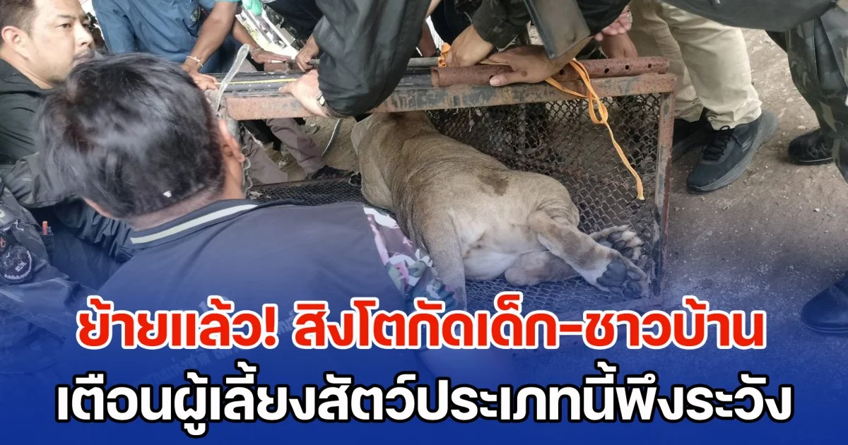 ย้ายแล้ว! สิงโตกัดเด็ก-ชาวบ้าน จนท.เตือนผู้เลี้ยงสัตว์ประเภทนี้พึงระวัง