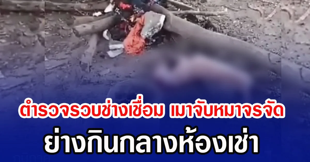 ตำรวจรวบช่างเชื่อม เมาจับหมาจรจัด ย่างกินกลางห้องเช่า