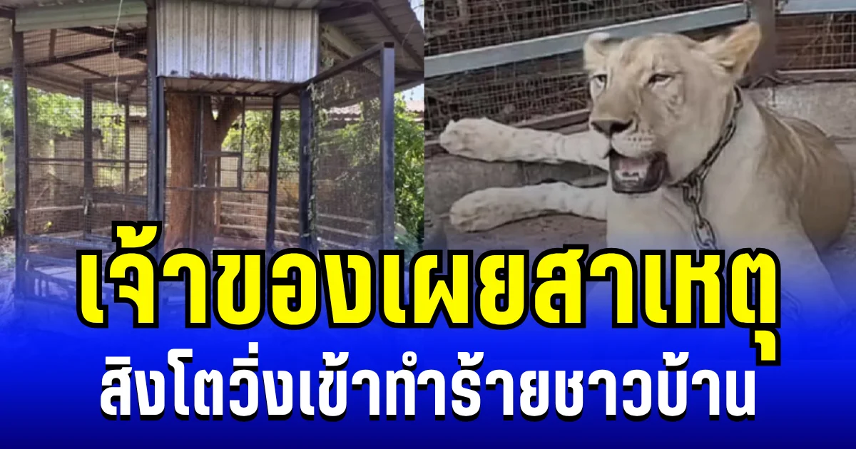ไม่ใช่หลุดกรง! เจ้าของเผยสาเหตุ สิงโตวิ่งเข้าทำร้ายชาวบ้าน