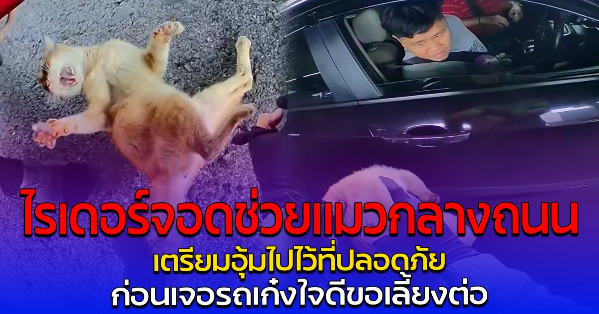 ดูแล้วใจฟูสุดๆ ไรเดอร์จอดช่วยแมวกลางถนน เตรียมอุ้มไปไว้ที่ปลอดภัย ก่อนเจอรถเก๋งใจดีขอเลี้ยงต่อ