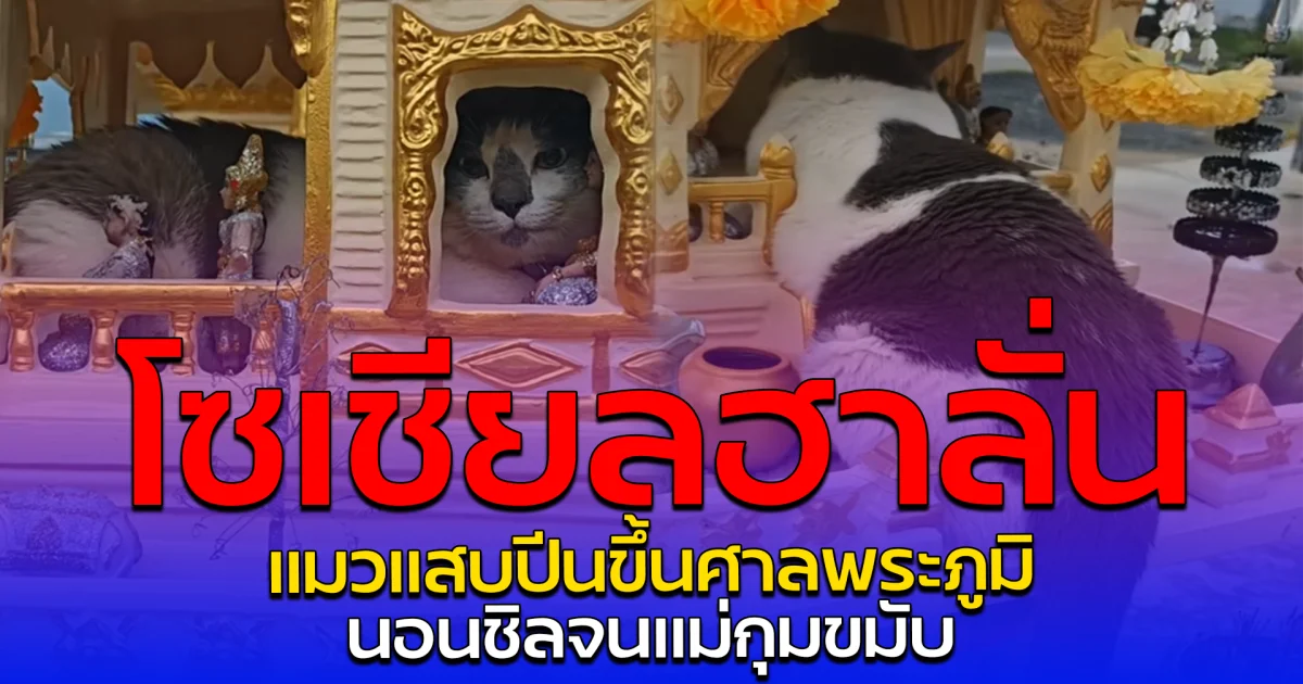 โซเชียลฮาลั่น แมวแสบปีนขึ้นศาลพระภูมิ นอนชิลจนแม่กุมขมับ