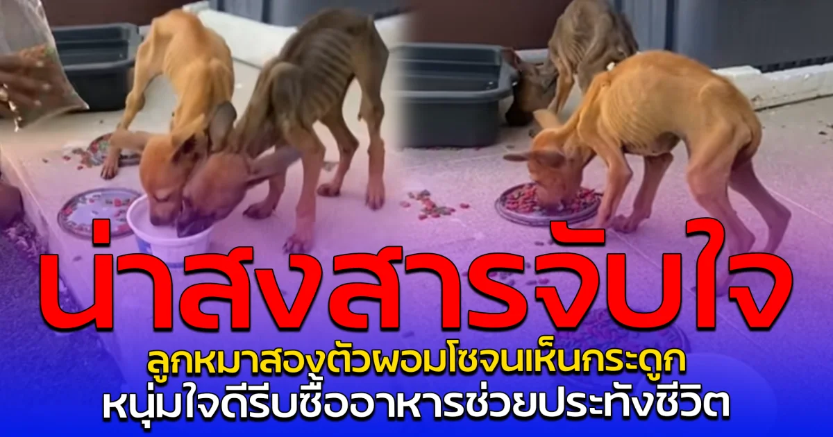 น่าสงสารจับใจ ลูกหมาสองตัวผอมโซจนเห็นกระดูก หนุ่มใจดีรีบซื้ออาหารช่วยประทังชีวิต
